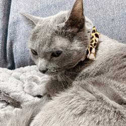 【送料無料】アフリカ布の猫の首輪＊ぷっくりリボン＊青オレンジ系 7枚目の画像