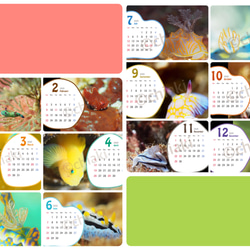 2020年版 水中写真カレンダー(はがきサイズ) 2枚目の画像