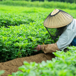 《売尽くしセール》自然栽培・薪煎りピーナッツバター【味付けなし（旧「無塩無糖」）】（栽培期間農薬・肥料・除草剤不使用） 2枚目の画像