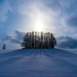 「美瑛の冬ーマイルドセブンの木」Ａ４版アート写真 1枚目の画像