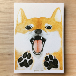 明信片 postcard｜驚訝的柴犬 第1張的照片