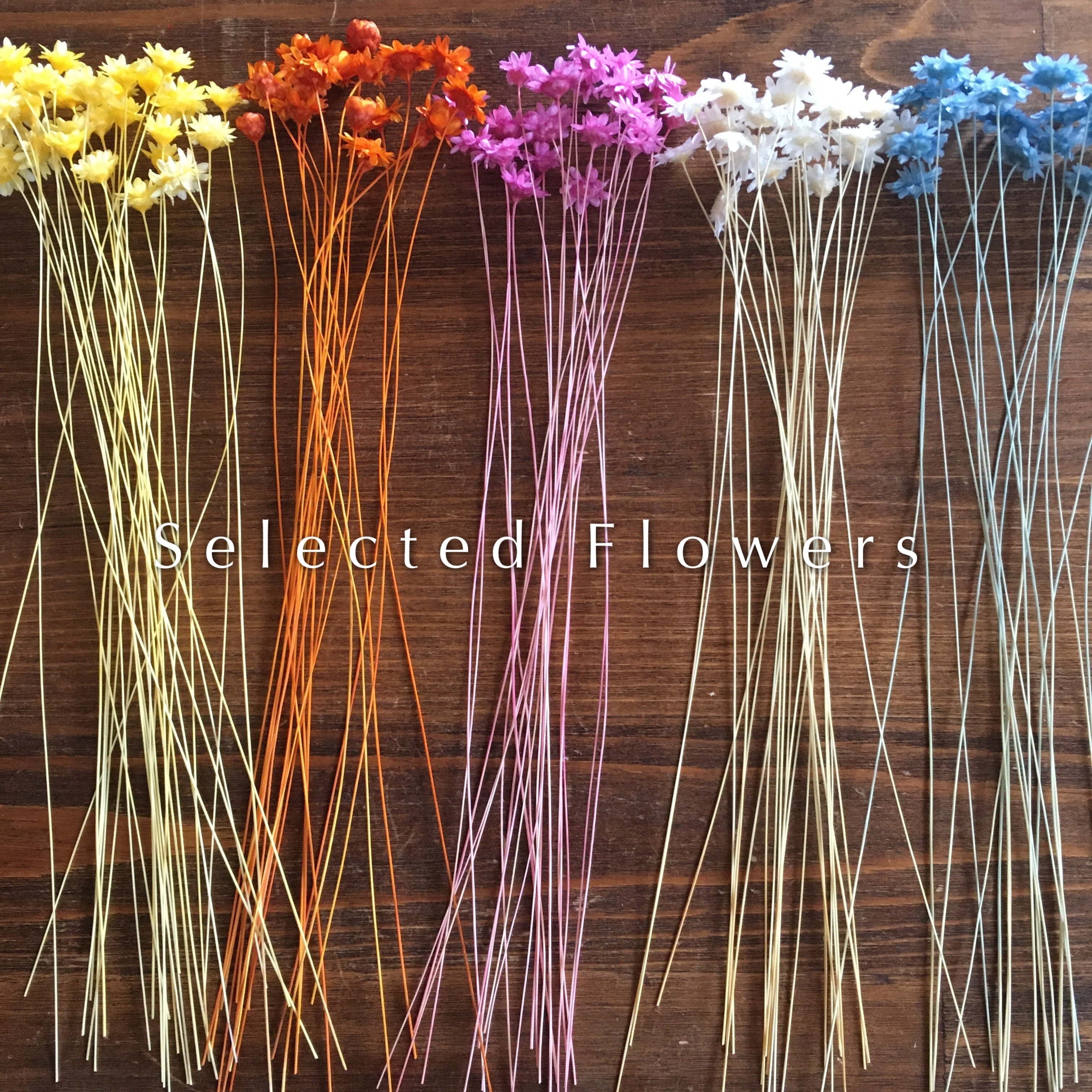 送料無料】増量済！セレクト花材 詰め合わせ ＊スターフラワー