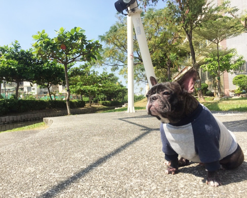 まーちゃん様の専用　ハンドメイドの犬服　フレブル まーちゃん様の専用 ハンドメイドの犬服 フレブル