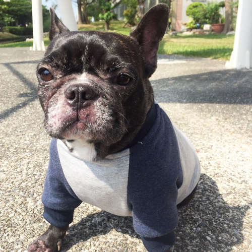 まーちゃん様の専用　ハンドメイドの犬服　フレブル 手作りペット服 - デザイナーの特別なセクションの武士フレンチ