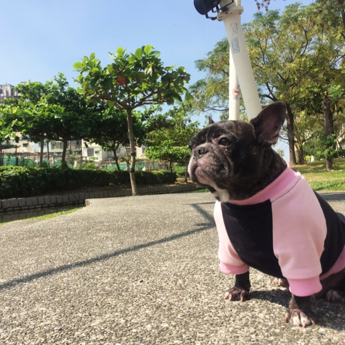 フランソワ様☆犬服☆ハンドメイドオーダー☆4着✩.*˚ フランソワ様☆犬服☆ハンドメイドオーダー☆4着✩.*˚ 𓈒 𓏸 𓐍