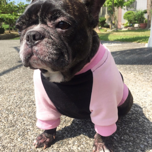 フランソワ様☆犬服☆ハンドメイドオーダー☆4着✩.*˚ フランソワ様☆犬服☆ハンドメイドオーダー☆4着✩.*˚ 𓈒 𓏸 𓐍