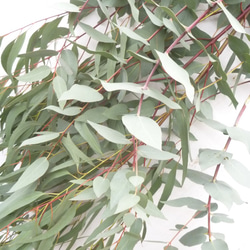 ユーカリの葉とパンパスグラス 3枚目の画像