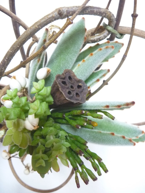 多肉植物の壁掛けブーケⅢ 2枚目の画像