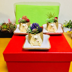 トーストの上の多肉ハリネズミちゃん 2枚目の画像