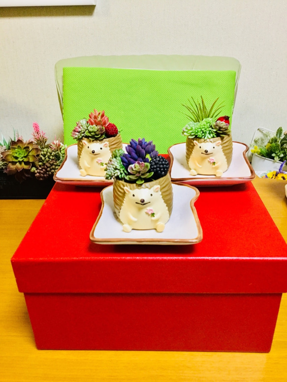 トーストの上の多肉ハリネズミちゃん 2枚目の画像