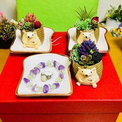 トーストの上の多肉ハリネズミちゃん 3枚目の画像