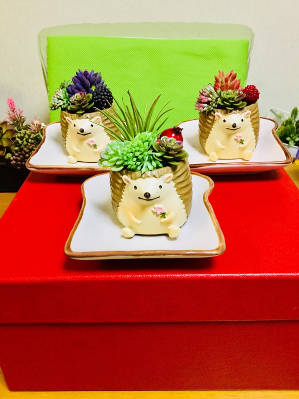 トーストの上の多肉ハリネズミちゃん 1枚目の画像