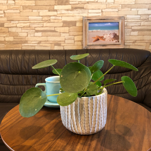 ピレア・ペペロミオイデス 白鉢 ピレア ペペロミオイデス ホワイトアンティーク陶器鉢 クルミ添え 観葉