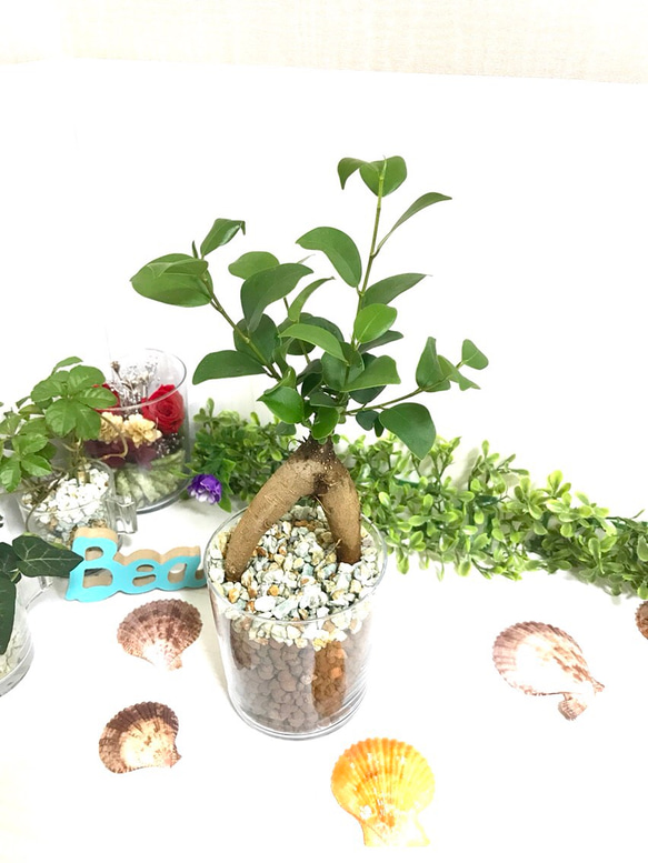かじゅまる（感謝） かじゅまる様 専用（感謝） 観葉植物 ガジュマル 3号