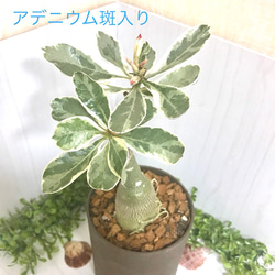 0_ddd11ca05d176dd53b610f2fffb0