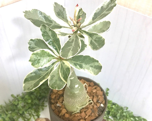 15 アデニウム斑入り かなりの希少品種♡インテリア多肉植物♡ ハー
