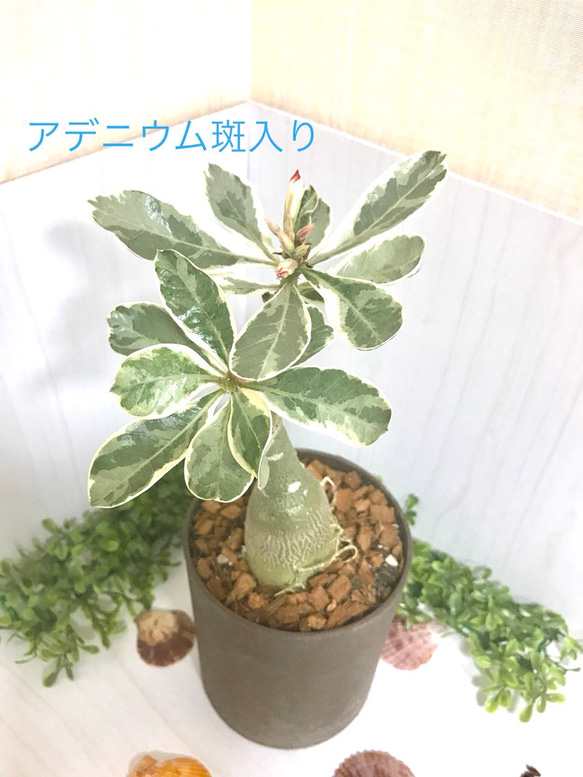 15 アデニウム斑入り かなりの希少品種♡インテリア多肉植物