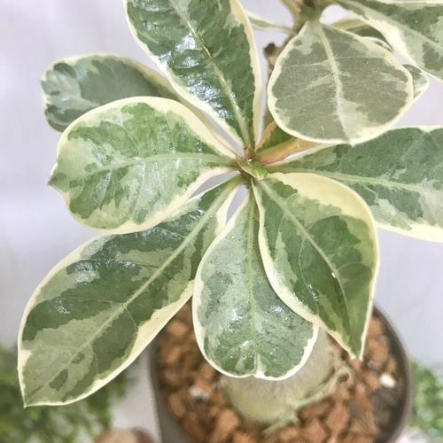 15 アデニウム斑入り かなりの希少品種♡インテリア多肉植物♡ ハー