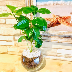 2 『コーヒーの木』☆管理楽々ハイドロカルチャーシリーズ☆インテリア