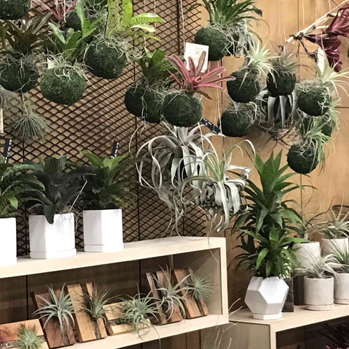 観葉植物寄植え　着生エアープランツ アスプレニウム壁掛け植物 観葉植物寄植え 着生エアープランツ アスプレニウム壁掛け植物