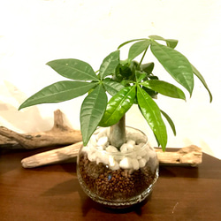 観葉植物 インテリアパキラ ハイドロカルチャー 4枚目の画像