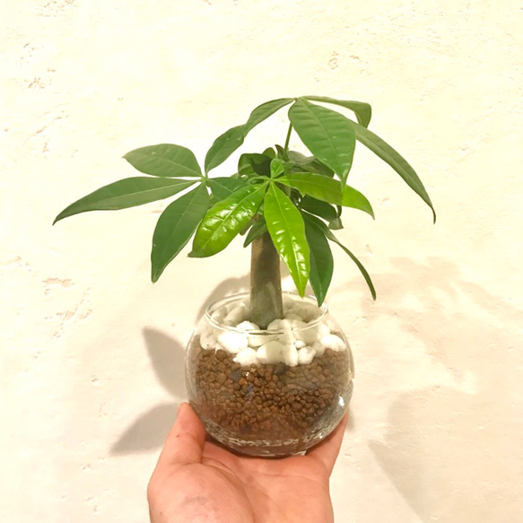 観葉植物 インテリアパキラ ハイドロカルチャー 5枚目の画像