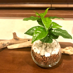 観葉植物 インテリアコーヒーの木 ハイドロカルチャー 3枚目の画像