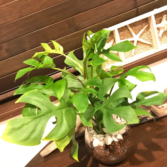 観葉植物 モンステラ ミニマムリーフ ハイドロカルチャー 3枚目の画像