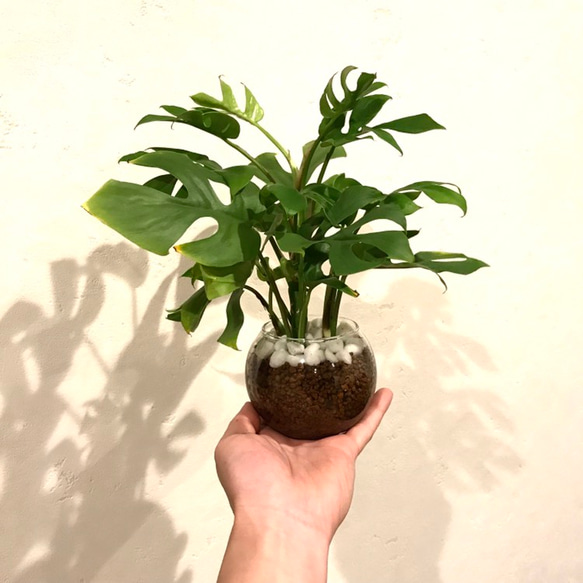 観葉植物 モンステラ ミニマムリーフ ハイドロカルチャー 4枚目の画像
