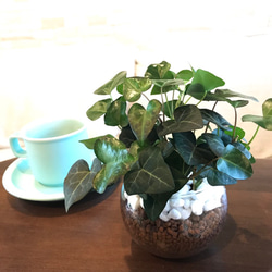 ❤️多肉植物そのまま飾れる❤️アンティーク調ティ-カップ鉢　エメランドグリーンカラー 多肉植物 ディスキディア エメラルド 木の香りがする鉢 4号サイズ