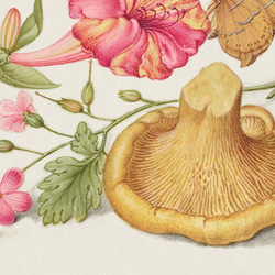 『きのこと花』インテリアポスター｜16世紀イタリア｜西洋画 ｜ヴィンテージ 4枚目の画像