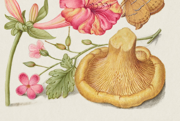『きのこと花』インテリアポスター｜16世紀イタリア｜西洋画 ｜ヴィンテージ 4枚目の画像