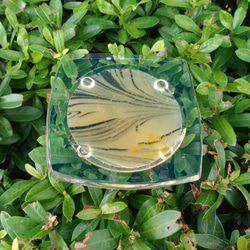 藝術渲染皂杯墊組A003    Artistic rendering soap cup plate A003 第7張的照片