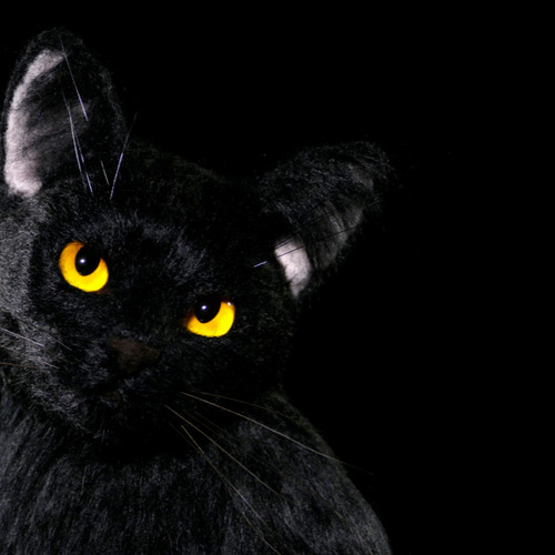 sen/動物のオブジェ cat（ねこ） -シュールな表情でこちらを見て