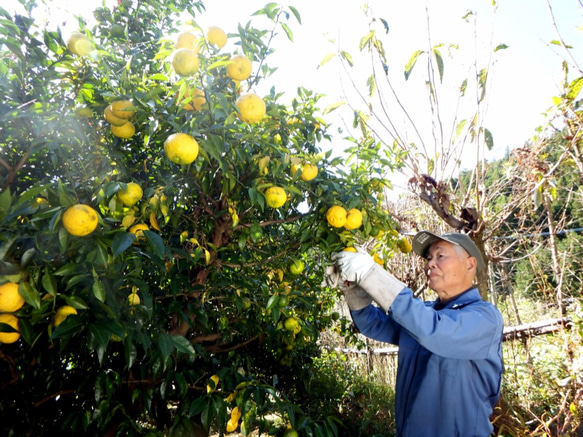 無添加・無香料　Yuzu drink（Concentrated）柚子ジュース 8枚目の画像