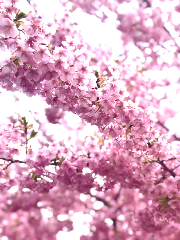 【本物の桜】ソメイヨシノ 花びらピアス　チタン 6枚目の画像