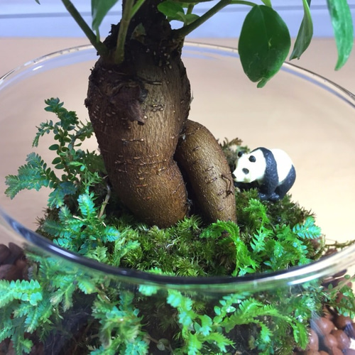 ま*み様 パンダ　ガジュマル　斑入り　苔玉 パンダ ガジュマル 斑入り 苔玉 ま*み様 パンダ ガジュマル