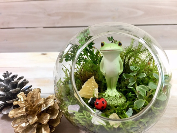 再販】カエルのおうち2 テラリウム 霧想苑（むそうえん） 通販