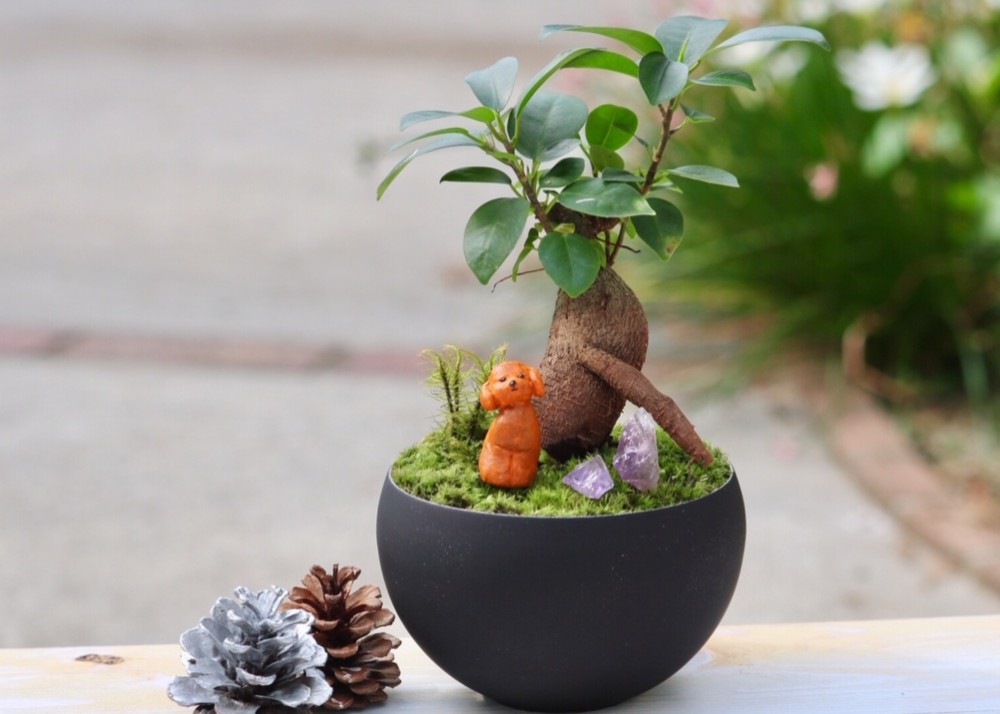 同梱発送 ⭐︎はるん⭐︎ 幹太ガジュマル 天然苔 盆栽仕立て 陶器鉢