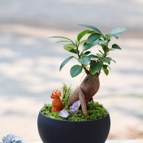 苔盆栽 ガジュマル トイ・プードル その他インテリア雑貨 霧想苑（む