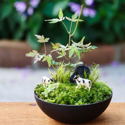 苔盆栽　牧場の風景 1枚目の画像