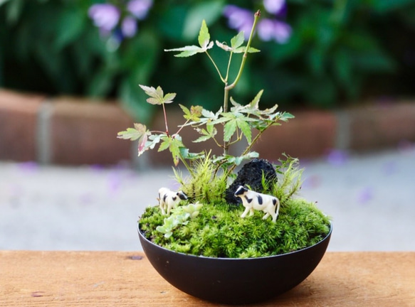 苔盆栽　牧場の風景 1枚目の画像