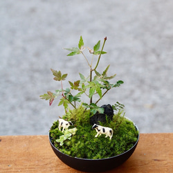 苔盆栽　牧場の風景 2枚目の画像