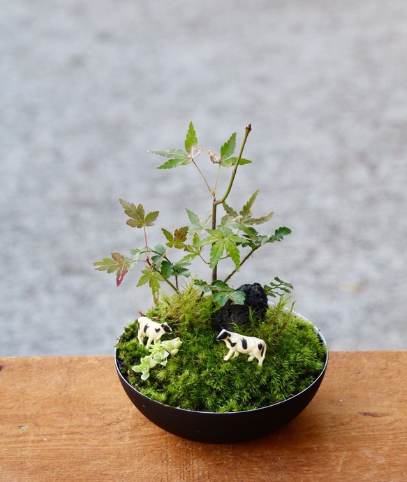 苔盆栽　牧場の風景 2枚目の画像