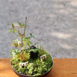 苔盆栽　牧場の風景 5枚目の画像