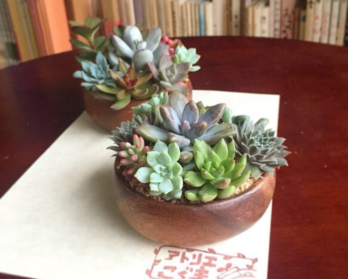 サラダボウル多肉植物寄せ植え アートフラワー アトリエこぐま 通販