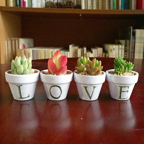 4文字アルファベットの多肉植物ミニ鉢 多肉植物 アトリエこぐま 通販