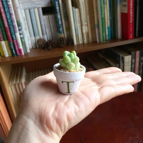 3文字アルファベットの多肉植物ミニ鉢 多肉植物 アトリエこぐま 通販