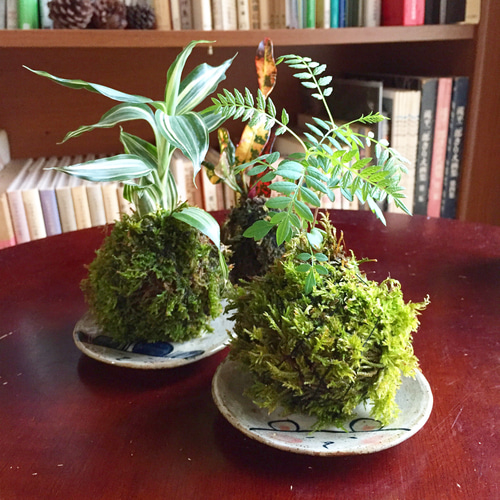 お部屋で育てやすい観葉植物の苔玉♪お皿付♡インテリアにも！ アート