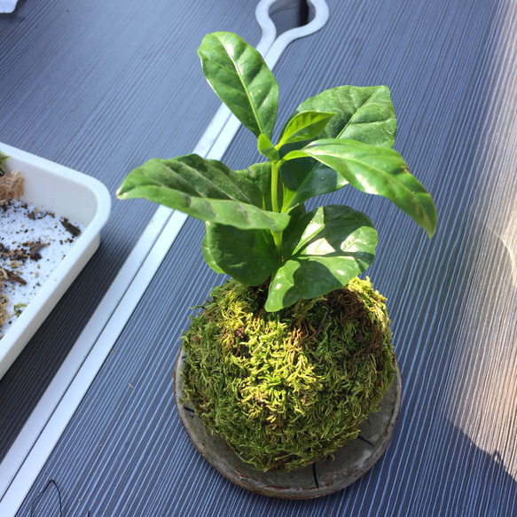 お部屋で育てやすい観葉植物の苔玉♪お皿付♡インテリアにも！ 2枚目の画像